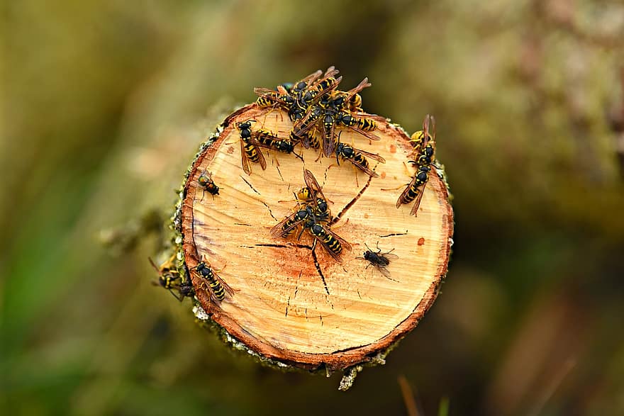yellow-jacket-wasp-insect-animal-wood-log-feeding-wasps-eating-wood-insect-behaviour