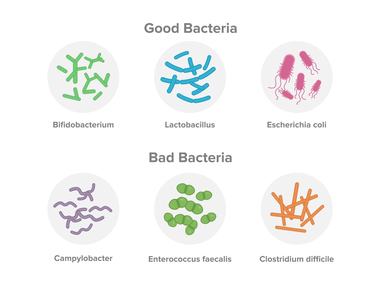 bacteria gut health