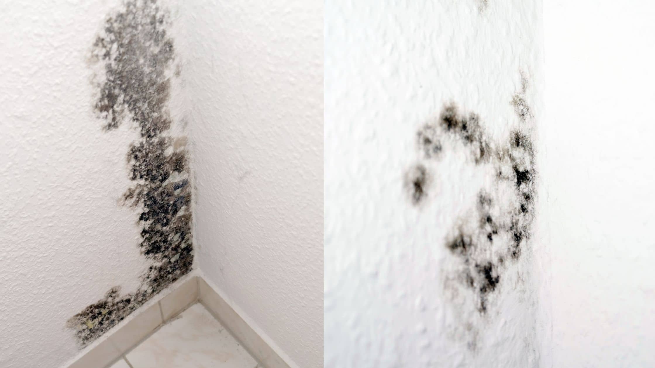 mold vs mildew