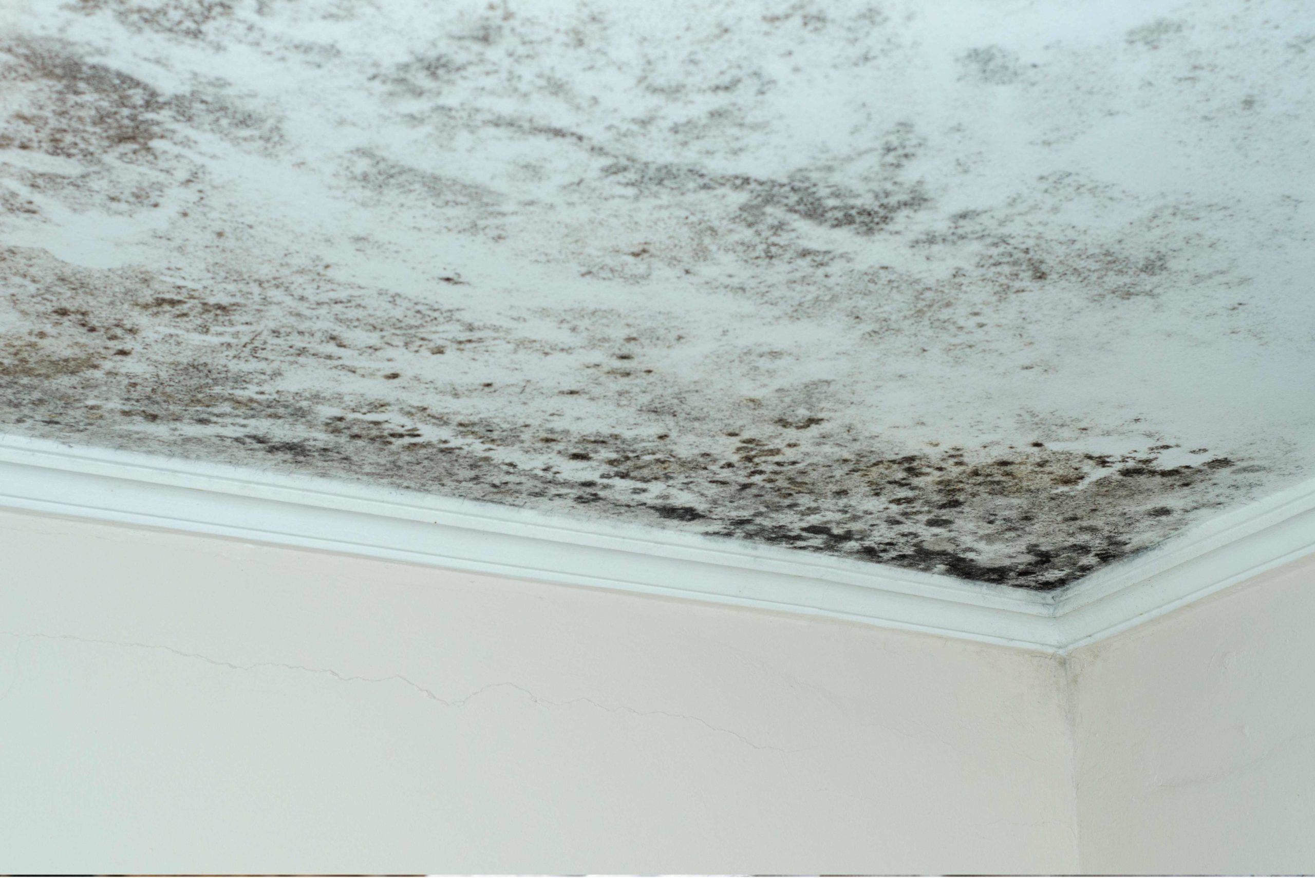Mold ceiling