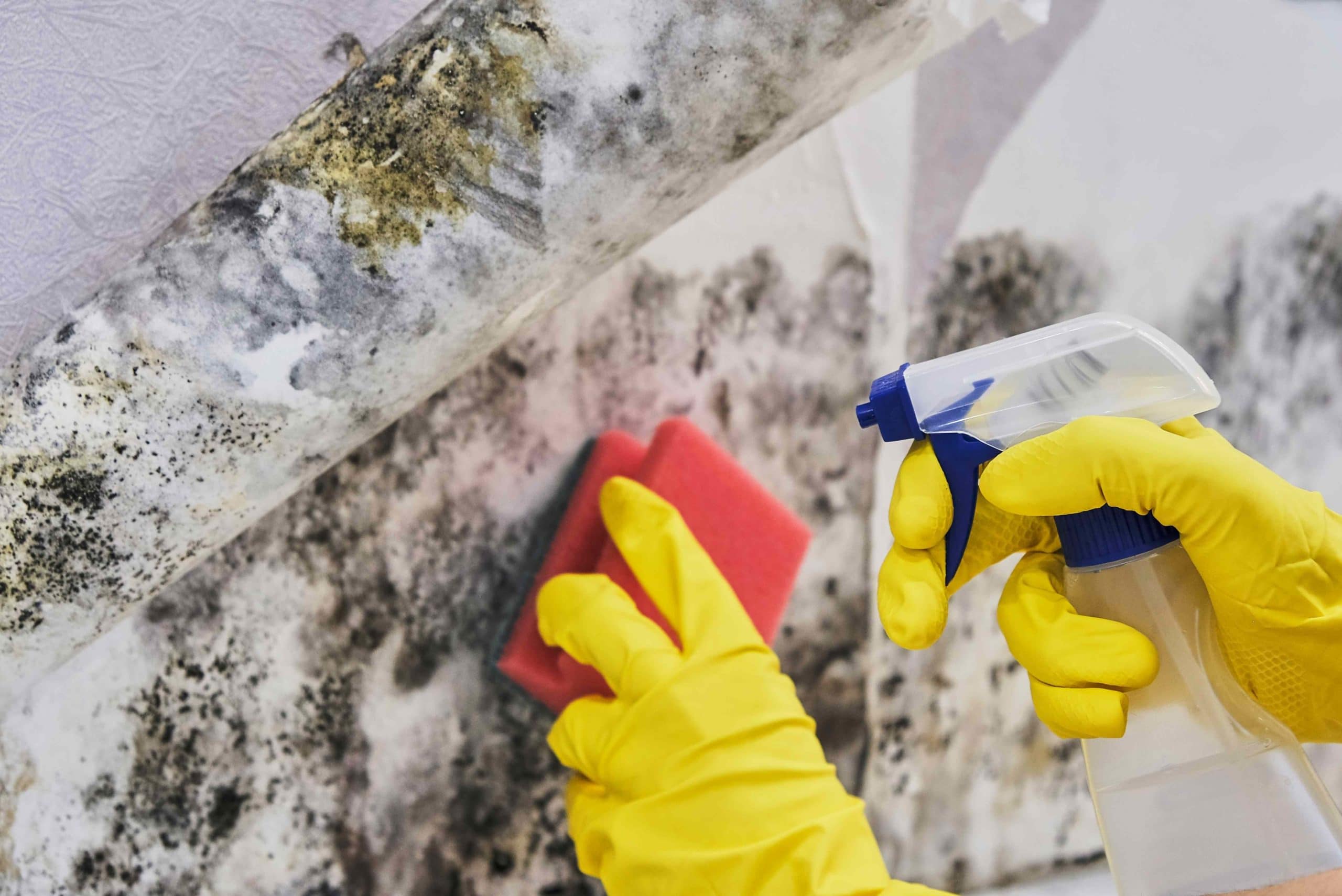 mold clean-up