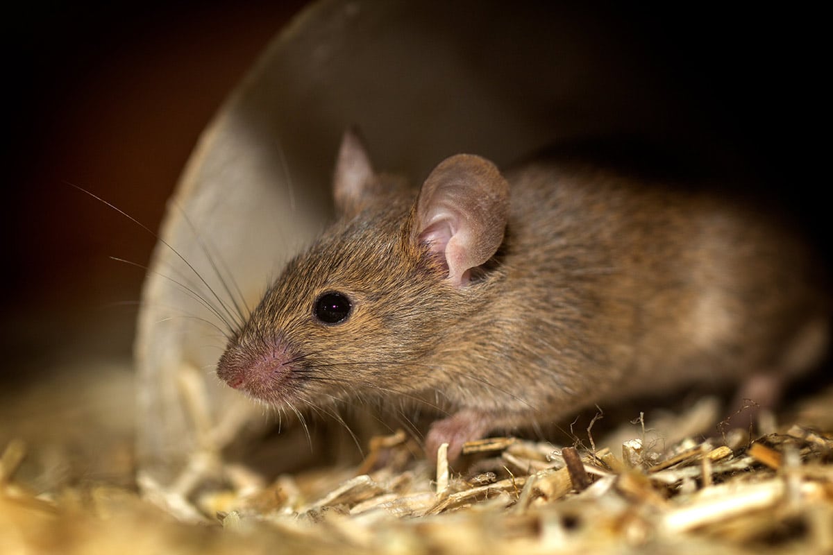 Deadly Diseases Rodents Carry Hear It From A Pest Control Expert RidAway